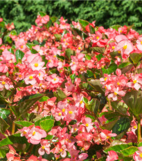 Begónie Big Rose Green Leaf F1 - Begonia benariensis - semena begónie - 8 ks