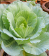 Zelí bílé polopozdní Pourovo - Brassica oleracea - semena zelí - 200 ks