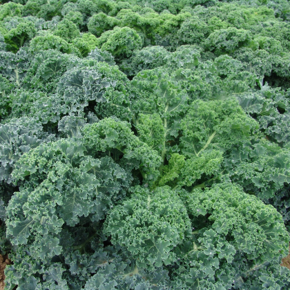 Kadeřávek Kapral - Brassica oleracea L. convar. - semena kadeřávku - 300 ks
