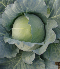 Zelí hlávkové bílé Polar - Brassica oleracea - semena zelí - 200 ks