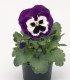 Violka fialovobílá Inspire F1 - Viola x wittrockiana - semena violky - 20 ks