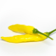 Chilli Aji Pineapple - Capsicum baccatum - semena chilli - 7 ks