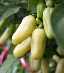 Chilli Habanero White - Capsicum chinense - semena chilli - 6 ks