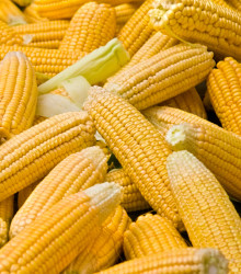 Kukuřice cukrová Elan F1 - Zea mays - semena kukuřice - 50 ks