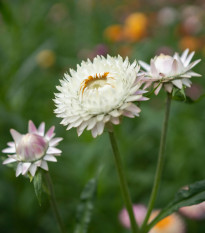 Smil listenatý White - Helichrysum bracteatum - semena smilu - 300 ks