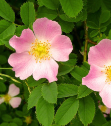 Růže šípková - Rosa canina - semena růže - 5 ks