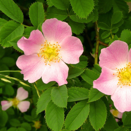 Růže šípková - Rosa canina - semena růže - 5 ks