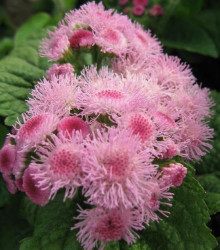 Nestařec americký Pink - Ageratum houstonianum - semena nestařce - 30 ks