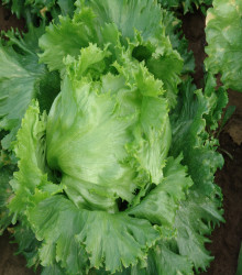 Salát hlávkový letní Traper - Lactuca sativa L. - semena salátu - 250 ks
