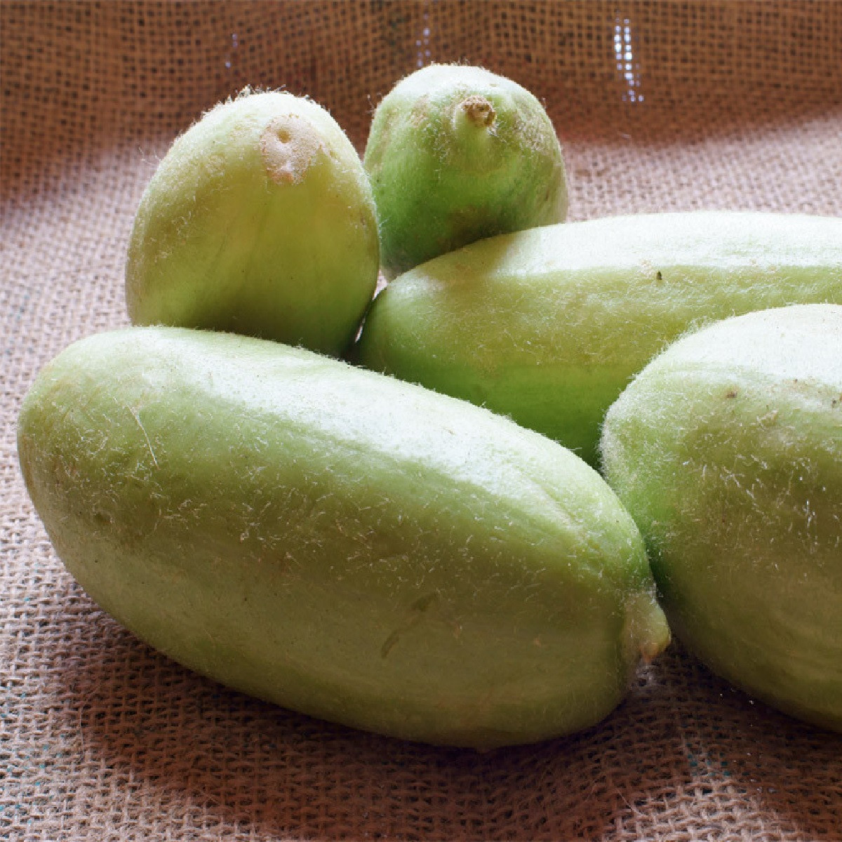Meloun zeleninový Carosello Baresey - Cucumis flexuosus - semena melounu - 7 ks