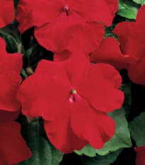 Netýkavka červená Accent F1 - Impatiens walleriana - semena netýkavky - 20 ks