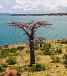 Baobab suarézský - lahvový strom - Adansonia suarezensis - semena - 2 ks