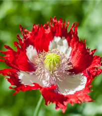 Mák setý Danish Flag - Papaver somniferum - semena máku - 150 ks