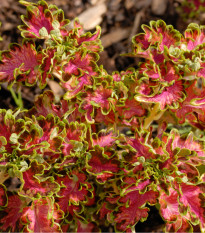 Africká kopřiva Colocha Scarlet - Coleus blumei - semena africké kopřivy - 30 ks