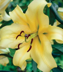 Lilie Honeymoon - Lilium - cibule lilie - 1 ks