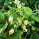 Jahodník měsíční Yellow Wonder - Fragaria vesca - semena jahodníku - 0,1 g