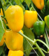 Paprika roční zeleninová Pusztagold - Capsicum annuum - semena papriky - 12 ks