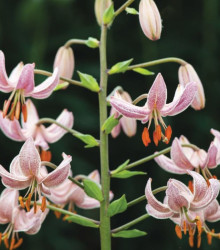 Lilie zlatohlavá Pink Morning - Lilium martagon - cibule lilie - 1 ks