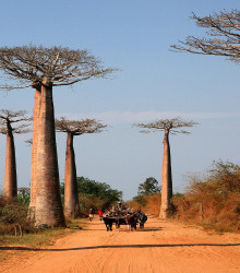 Baobab Za - Adansonia madagascariensis - semena baobabu - 3 ks