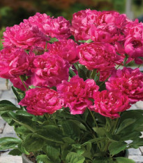 Pivoňka Patio London - Paeonia lactiflora - hlízy pivoňky - 1 ks