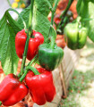 Paprika Yolo Wonder - Capsicum annuum - semena papriky - 20 ks