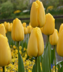 Tulipán Candela - Tulipa - cibule tulipánu - 3 ks