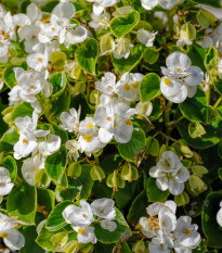 Begónie Ganymed White F1 - Begonia semperflorens - semena begónie - 20 ks