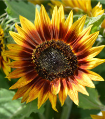 Slunečnice Ring of Fire - Helianthus annuus - semena slunečnice - 8 ks