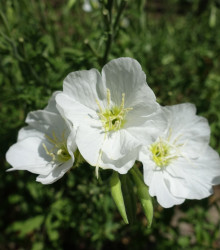 Pupalka zdobná bílá - Oenothera speciosa - semena pupalky - 20 ks