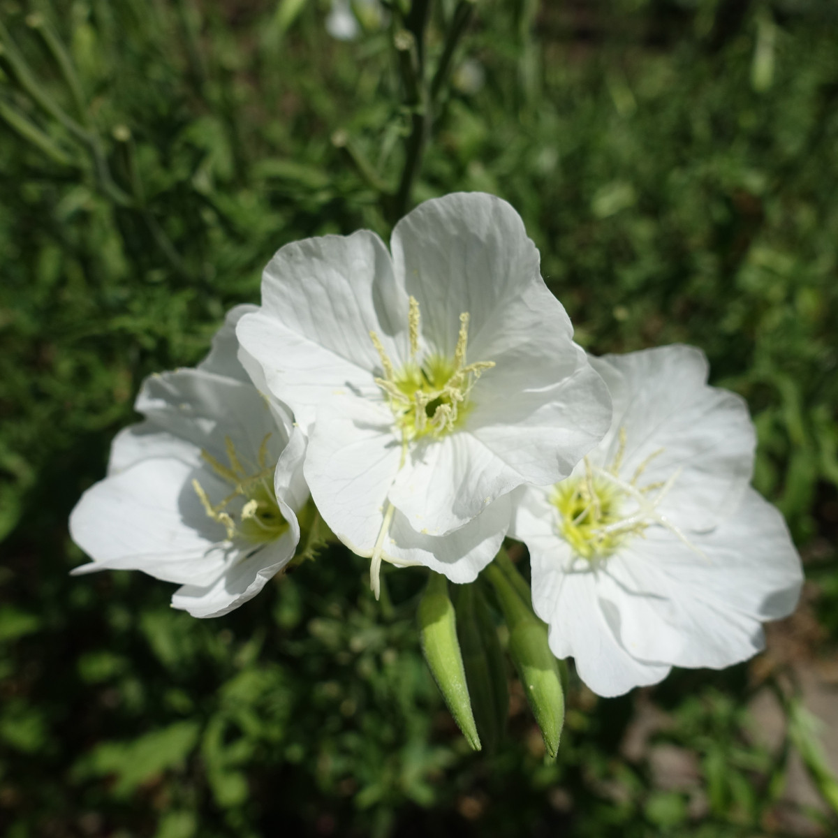 Pupalka zdobná bílá - Oenothera speciosa - semena pupalky - 20 ks