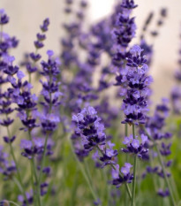 Levandule Hidcote Blue Strain - Lavandula angustifolia - semena levandule - 30 ks