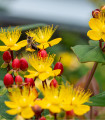 Třezalka bobulovitá - Hypericum androsaemum - semena třezalky - 0,08 g