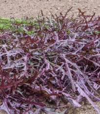 Hořčice Moutarde Rouge Metis - Brassica juncea - semena hořčice - 100 ks