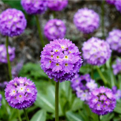 Prvosenka zoubkatá Nepálská směs - Primula denticulata - semena prvosenky - 300 ks