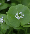 BIO Portulák zimní - Claytonia perfoliata - bio semena batolky - 100 ks