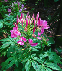 Luštěnice trnitá - Cleome hassleriana - semena luštěnice - 10 ks