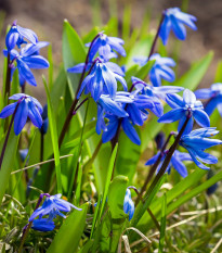 Ladoňka sibiřská modrá - Scilla siberica - cibule ladoňky - 3 ks