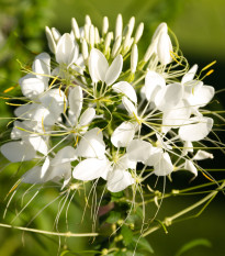 Luštěnice trnitá bílá - Cleome hassleriana - semena luštěnice - 10 ks