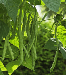 Fazole keříčková Maxi - Phaseolus vulgaris - semena fazole - 30 ks