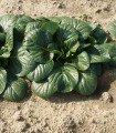 Tatsoi - Brassica rapa var rosularis - semena tatsoi - 100 ks