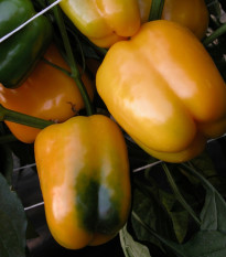 Paprika Mystery - Capsicum annuum - semena papriky - 15 ks