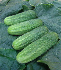 Okurka nakládačka Everest F1 - Cucumis sativus - semena okurky - 15 ks