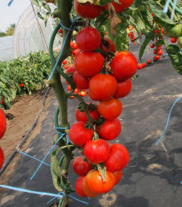 Rajče Uragan F1 - Solanum lycopersicum - semena rajčete - 30 ks