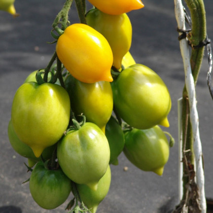 Rajče Citrina - Solanum lycopersicum - semena rajčete - 10 ks