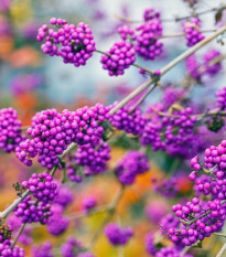 Krásnoplodka - Callicarpa acuminata - semena krásnoplodky - 8 ks