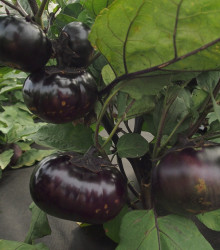 Lilek Laura - Solanum melongena - semena lilku - 20 ks