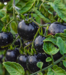 Rajče Indigo Blue Berries - Solanum lycopersicum - semena rajčete - 7 ks