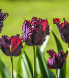 Tulipán Black Parrot - Tulipa - cibule tulipánu - 3 ks