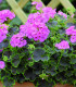 Muškát páskatý Nekita Pink F1 - Pelargonium zonale - semena muškátu - 4 ks