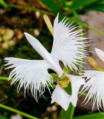 Ptačí orchidej - Habenaria radiata - cibulky ptačí orchideje - 1 ks